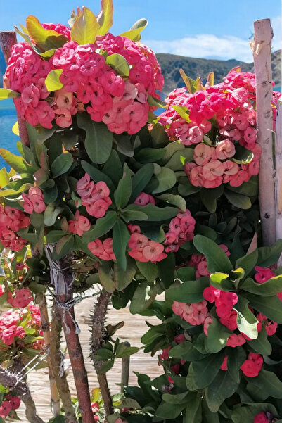 ÇİÇEKFLİX Dış mekanda bakılan  dayanıklı cins  pembe euphorbia taç çiçeği min...