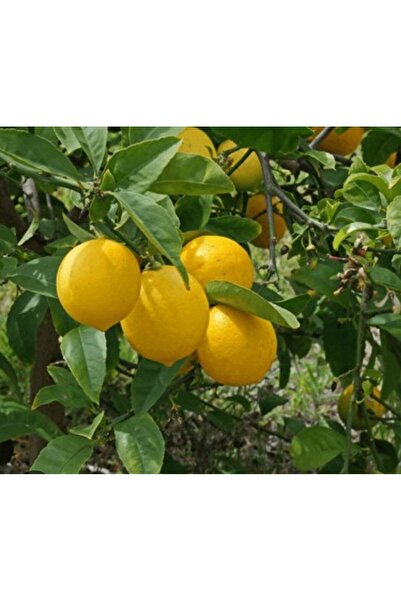 Store Tatlı (Şeker) Limon Ağacı