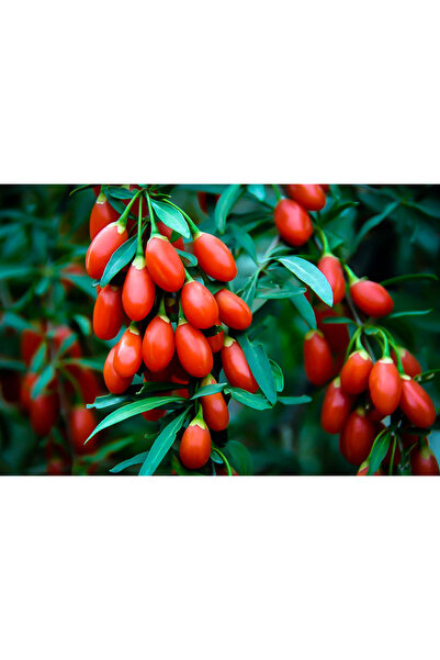 Tunç Botanik Kırmızı Goji Berry Fidanı 2 Adet