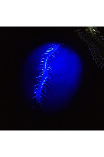 Go İthalat Şeffaf Renk Karanlıkta Parlayan Fosforlu Kırkayak 13 cm 1 Adet (5224)