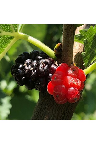 FİDAN SEPETİM 4 Yaş Aşılı Ekşi Kara(Urmu) Dut Fidanı