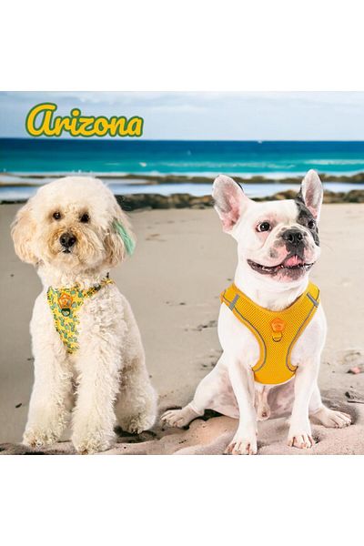 Pawstar Arizona 2-Piece Air-mesh Dog Collar Cat Collar Dog Collar