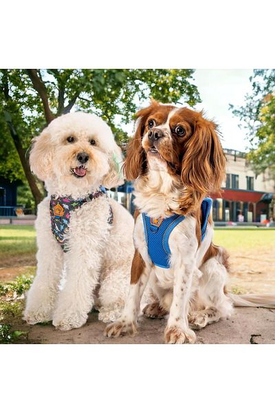 Pawstar أكسفورد 2 قطعة شبكة الهواء طوق الكلب طوق القط الصدر طوق الكلب
