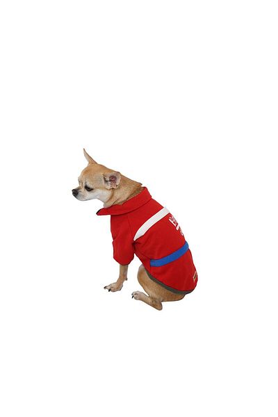 Pawstar Red Baseball Jacket Sweat Cat Dog Jacket Cat Dog Outfit