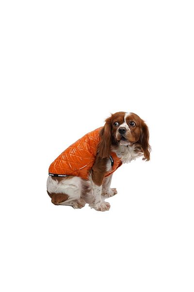 Pawstar Orange Moncler Vest for Small and Medium Breeds Cat Dog Outfit