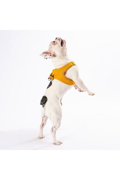 Pawstar طوق ذهبي شبكي للقطط والكلاب