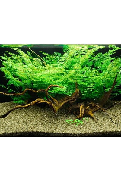 İthâl Bitki Ceratopteris Thalicroides Bağ 6-8 Kök Canlı Bitki B021