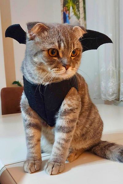 Miyav Halloween Cat Toy Set Wearable Bat Wing Cat Accessory and Sound Cat Toys