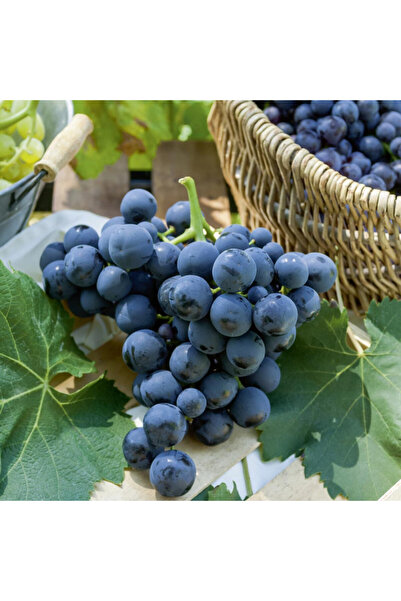 Tunç Botanik Alphonse Lavella Üzüm Fidanı 2 Yaş Tüplü