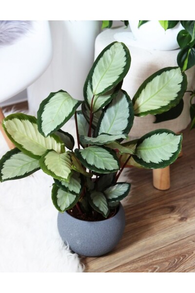 Tunç Botanik Dua Çiçeği - Calathea Picturata