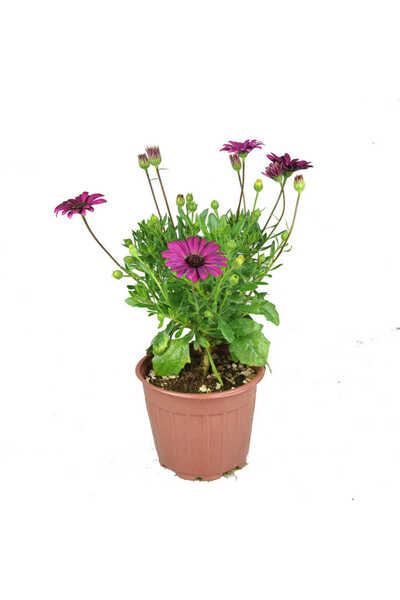 Tunç Botanik BODRUM PAPATYASI 5 ADET SAKSIDA ÇİÇEK (MOR-PEMBE RENKLİ)