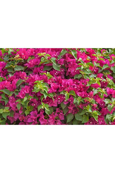 Tunç Botanik BEGONVİL ÇİÇEĞİ - SARILICI BİTKİ