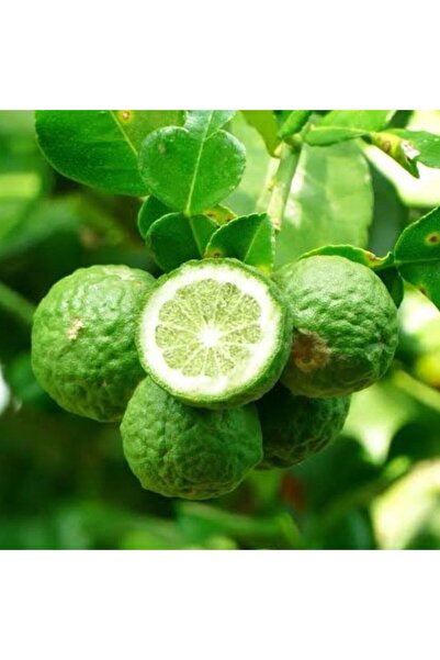 Store Bomba (BERGAMOT) Limon Fidanı (GELİŞMİŞ BÜYÜK FORM) Aşılı Meyve Fidanı