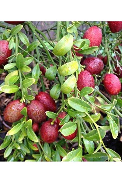 Store Bloode lime (kırmızı) havyar limon Ağacı fidanı