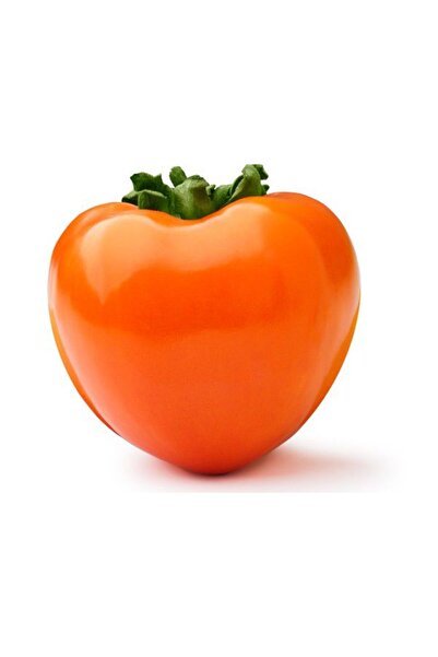 Tunç Botanik 1 ADET ROJO BRİLLANTE HURMA FİDANI 3 YAŞ TÜPLÜ