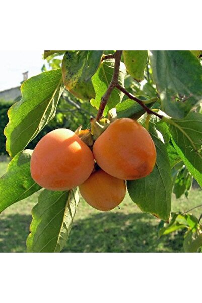 Tunç Botanik 1 ADET ROJO BRİLLANTE HURMA FİDANI 3 YAŞ TÜPLÜ