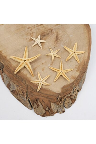 Kanguroom Истинска морска звезда 2 см - 6 см 20 броя