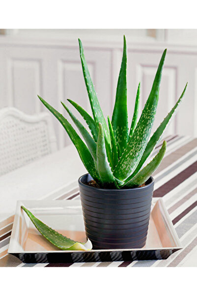 Tunç Botanik Aloe vera – Sarı sabır
