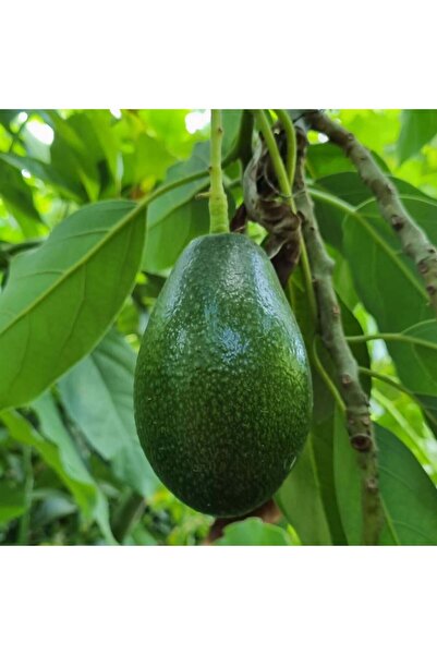 ARI ORGANIC Avokado 1kg taze hasat yerli avokado