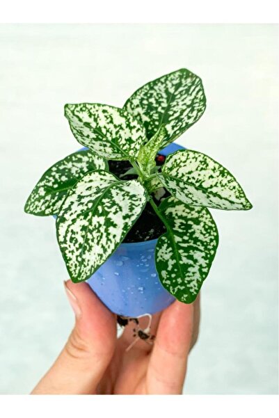 Mimoza Saksıda Beyaz Hypoestes Bitkisi Hostes Fittonia Çiçeği