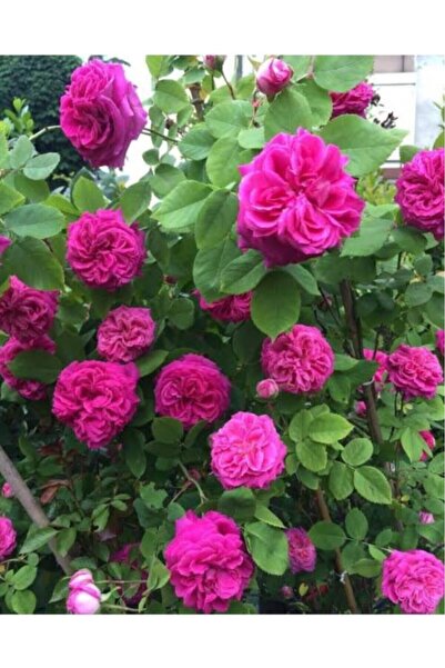 Genel Markalar Sarmaşık Gül Fidanı Isparta Gülü Rosa Rampicanti