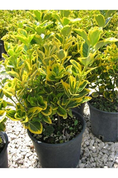 Mimoza Alacalı Gold Taflan Fidanı 20- 30 Cm