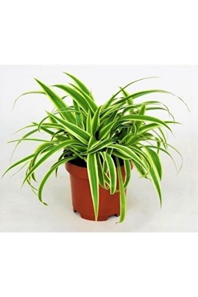 Mimoza Kurdela Çiçeği Ev Ofis Iç Mekan Bitkisi 10-20 Cm