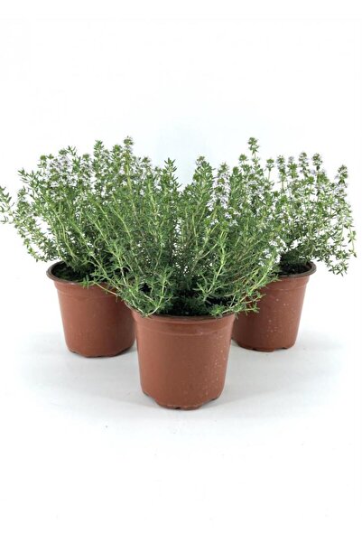 Nura Botanik Saksılı Kekik Fidanı 10-20 Cm 3 Adet Potted Thyme Sapling