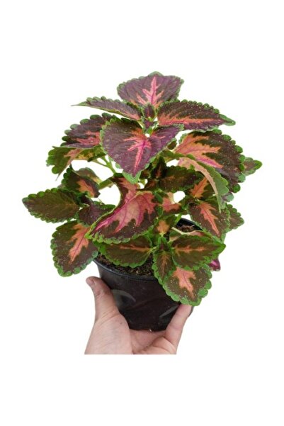 Mimoza Yaprağı Güzel Kolyos Çiçeği Fidanı Özel Renk 10-20 cm