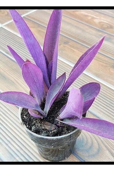 Mimoza Saksılı Mor Telgraf Karasevda Çiçeği 10-20 Cm Tradescantia