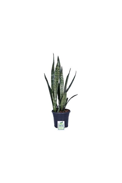 Mimoza Peygamber Kılıcı Fidanı Paşa Kılıcı, Sansevieria 20-40 cm