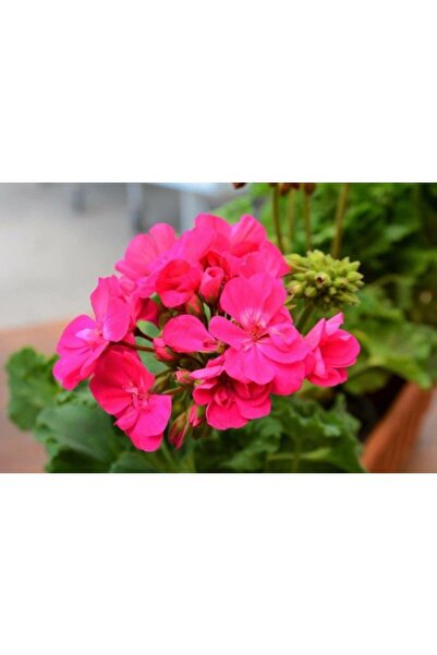 sardunya Çiçeği Açık Fuşya 10-20 cm