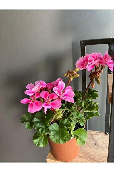 sardunya Saksılı Pembe Alacalı Fuşya 10-20 Cm