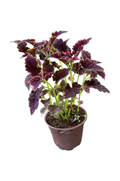 Mimoza Bordo Yaprak Güzeli Yaprağı Güzel Kolyos Çiçeği Özel Renk 10-20 cm