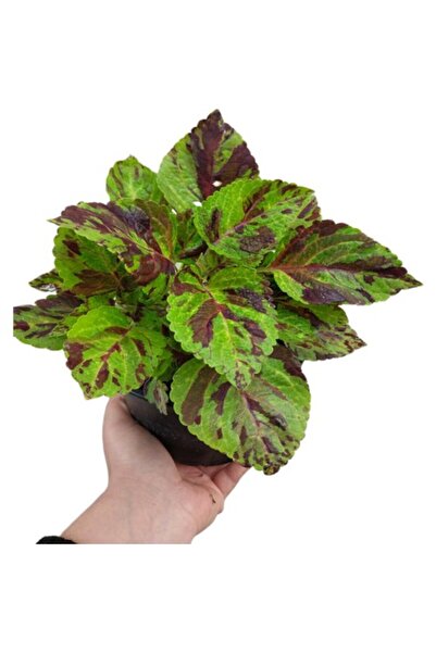 Mimoza Koleus Solenostemon Yaprak Güzeli Kolyos Çiçeği 10-20 cm