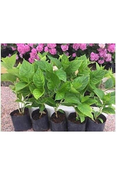 ÖZGÜVEN TARIM Ortanca Çiçeği Fidanı Karışık Renk 10-20 cm