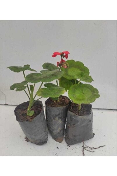 Çiçeğim Kırmızı Sardunya Çiçeği 3 Adet 10-20 Cm