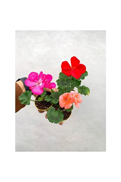 Mimoza Saksıda Sardunya Fidesi Karışık Renk 10-20 cm