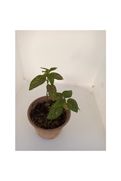Mimoza Pembe Benek Fittonia Hostes Çiçeği Fidanı 10-20 cm
