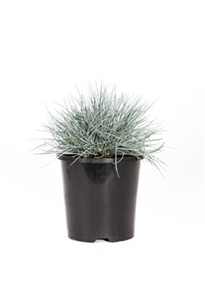 Tunç Botanik MAVİ SÜS ÇİMİ 5 ADET - FESTUCA OVİNA