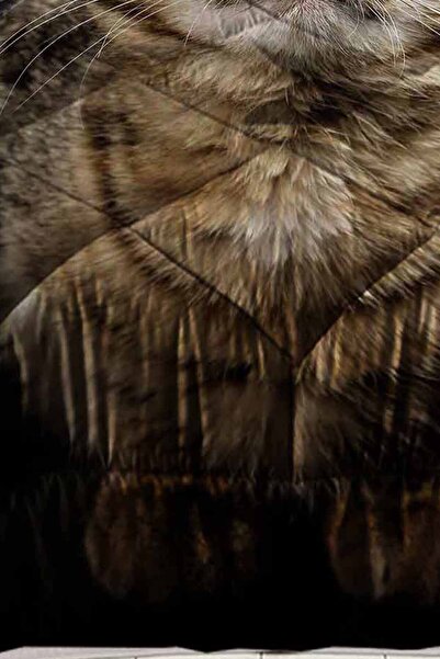 Else Dekor Двойно капитонирано юрганче с шарка на сладка котка и калъфка за възглавница