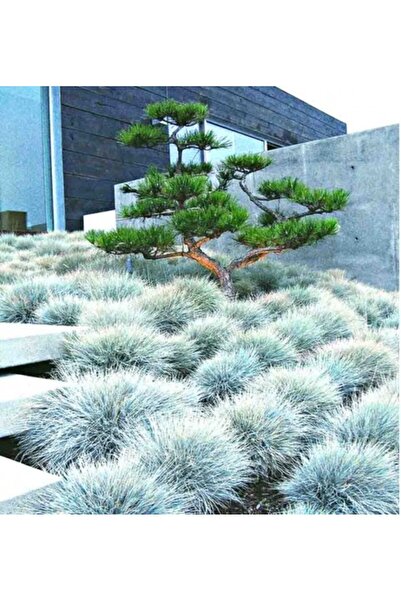 tnc garden groups Mavi Çim (Festuca Glauca) 3 Adet
