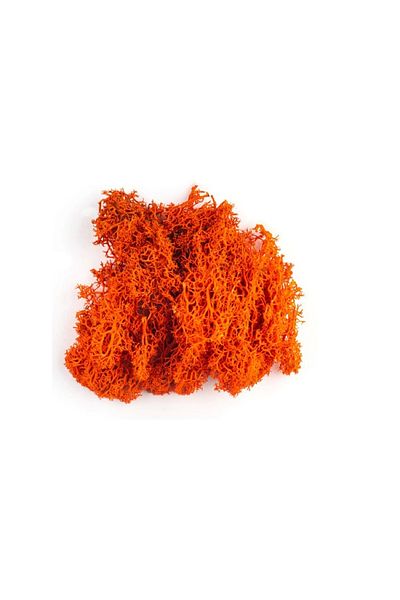 Jordania Seaweed Orange 10gr - Model Je00-0504066