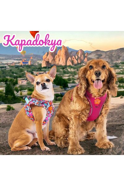 Pawstar Cappadocia 2-Piece Air-mesh Dog Collar Cat Collar Dog Collar