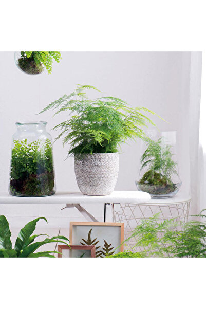 Tunç Botanik Asparagus – Tül Kuşkonmaz