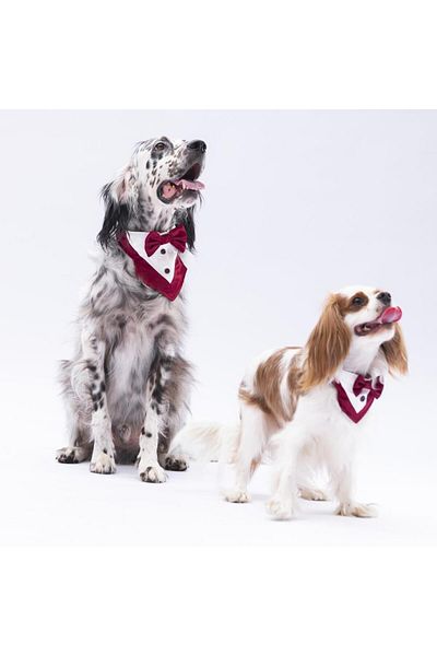 Pawstar Burgundy Tuxedo Cat Dog Scarf Pet Bandana