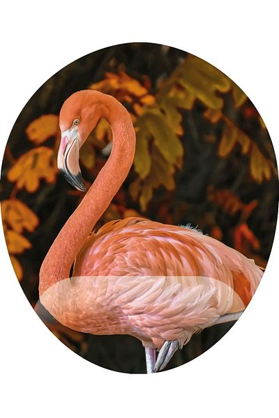 Boldy Подложка за мишка Flamingo - Подложка за мишка Flamingo с поставка за китката - Неплъзгаща се подложка за мишка - Овална подложка за мишка