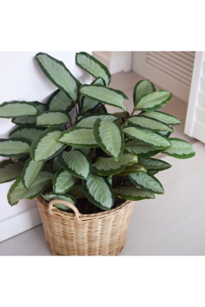 Tunç Botanik Dua Çiçeği - Calathea Picturata