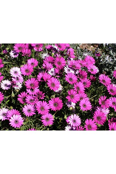 Tunç Botanik BODRUM PAPATYASI 5 ADET SAKSIDA ÇİÇEK (MOR-PEMBE RENKLİ)