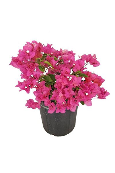 Tunç Botanik BEGONVİL ÇİÇEĞİ - SARILICI BİTKİ